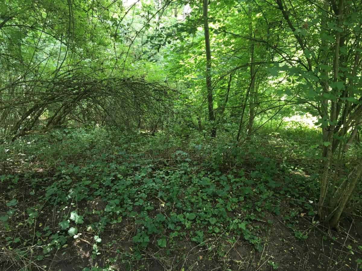 Un Coin De Foret Courmas Zewnętrze zdjęcie
